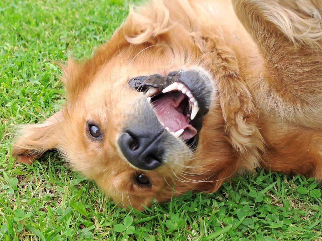 Swaily Du Domaine Du Petit Perchis