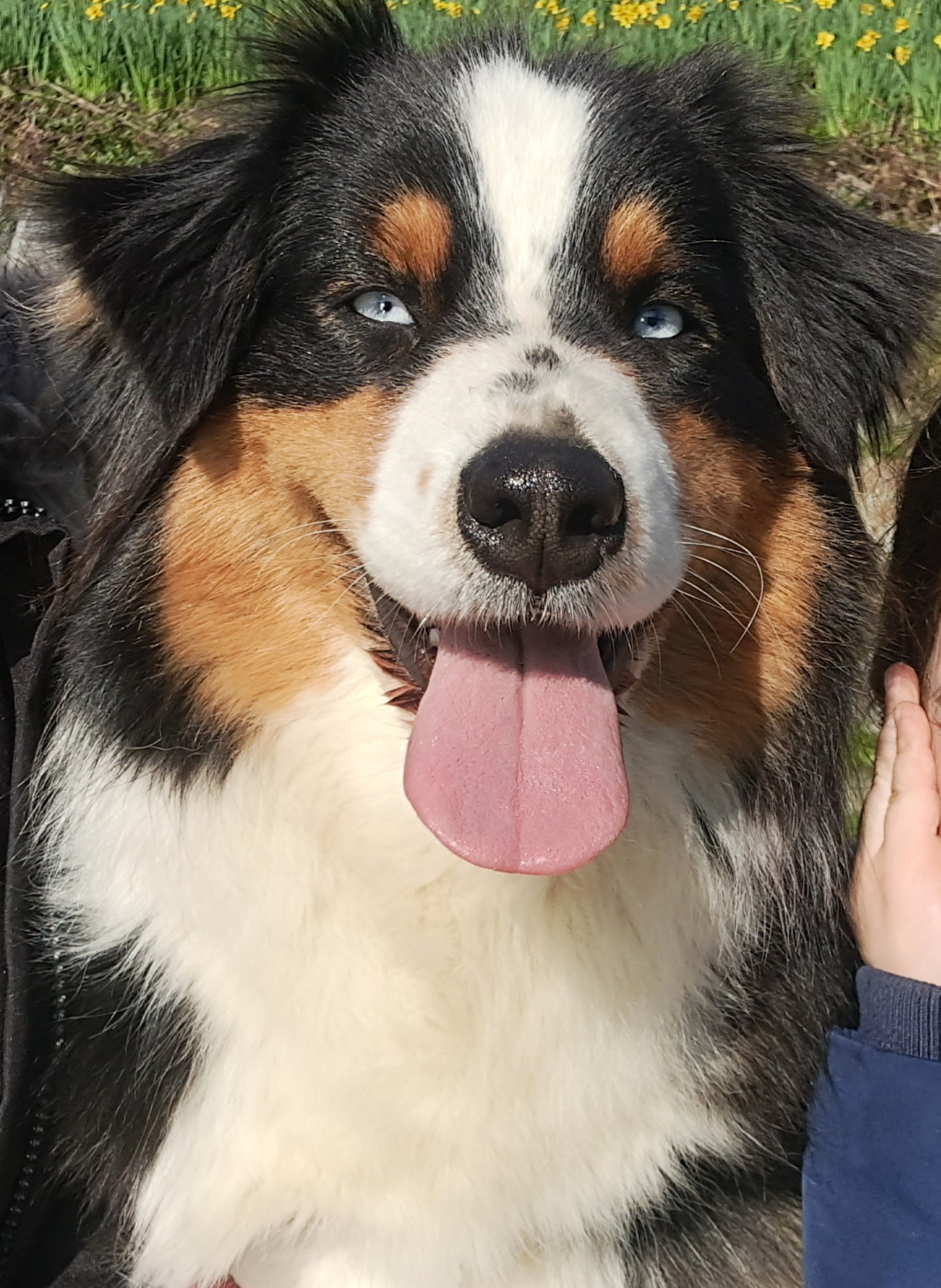 U'TAIGA  of Fantasia Collies
