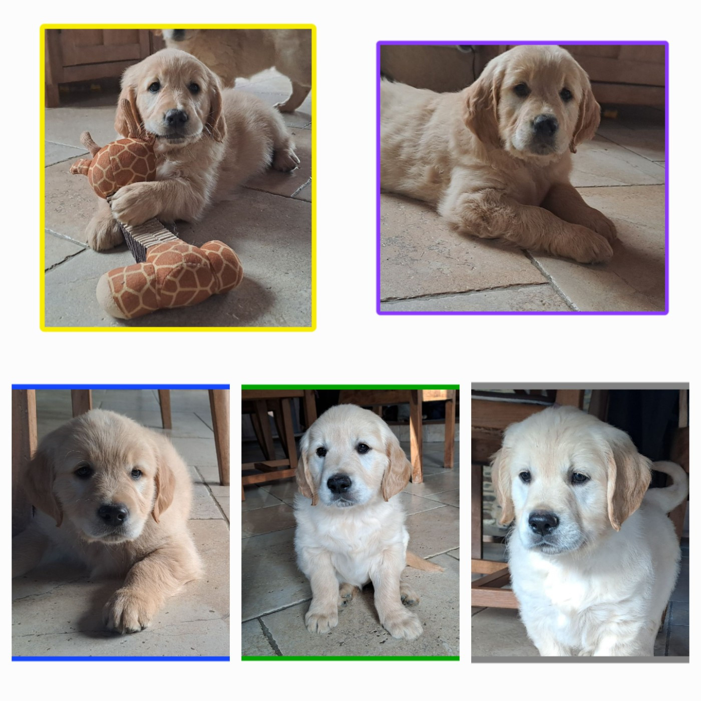 Des chiots sont disponibles