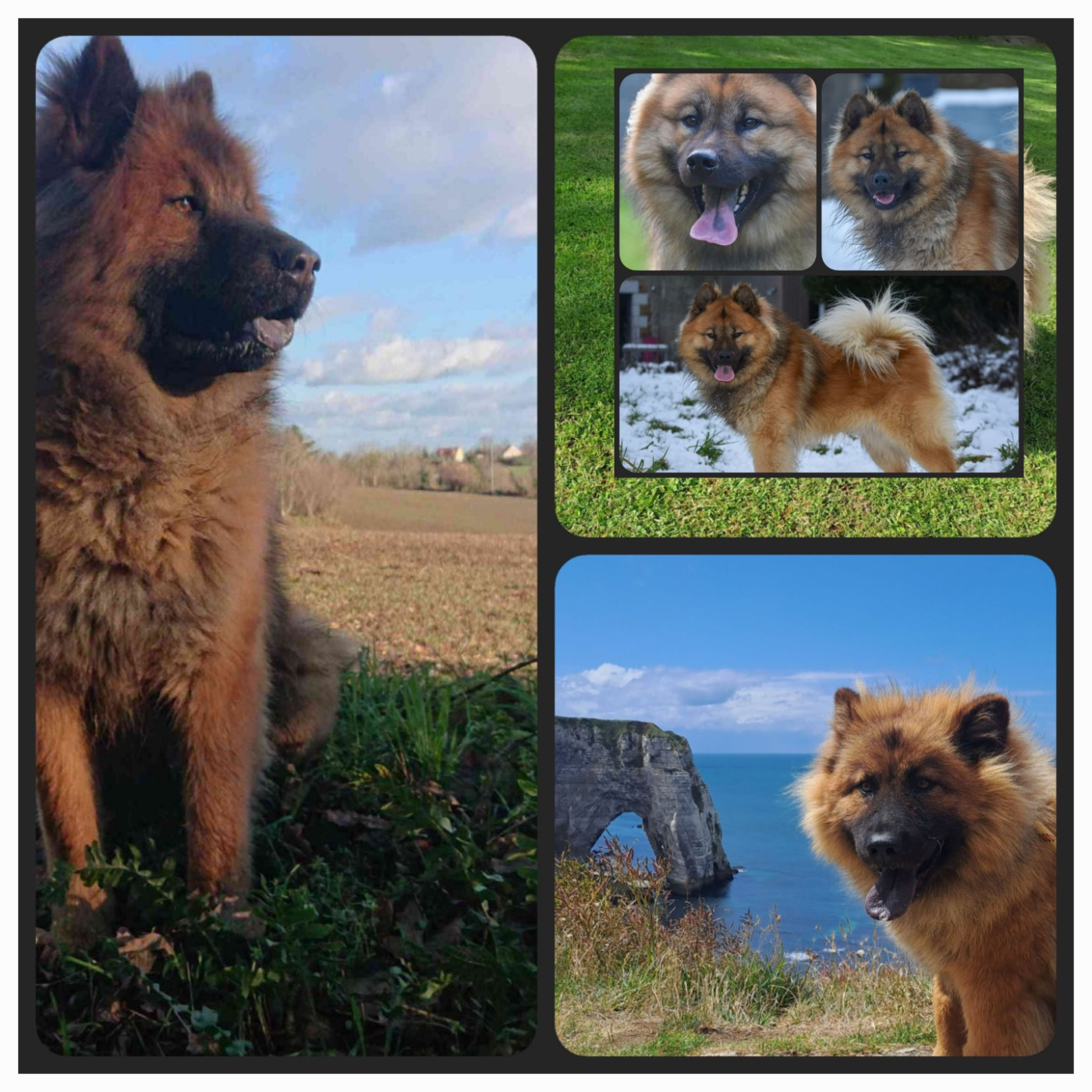 Gestation confirmée pour Sanka !