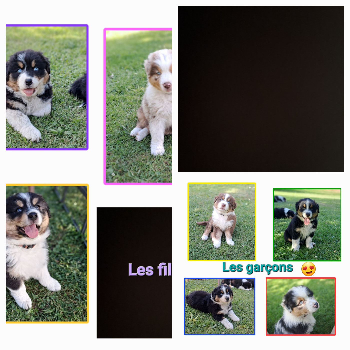 Chiots de Taïga il reste des disponibilités ! Visites possibles