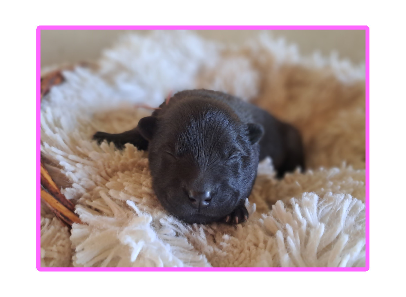 Carnet rose....les bébés sont là 😊