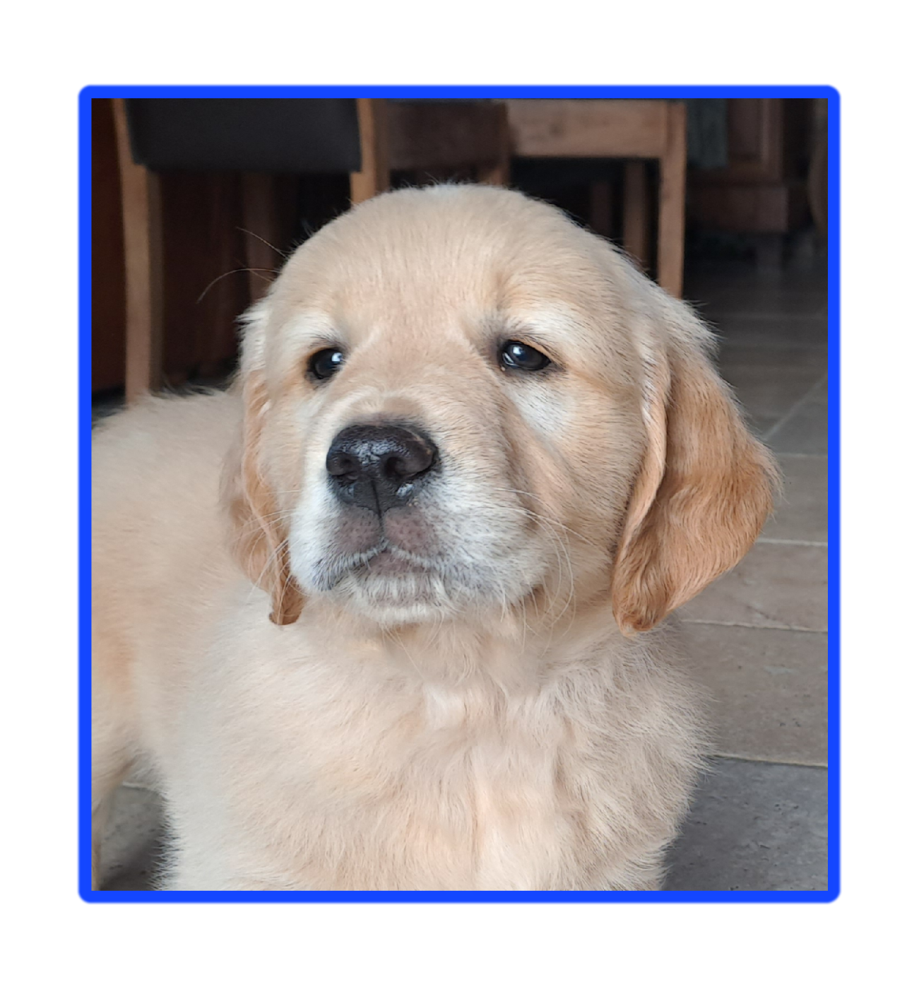 Des Racines De ShaÏga - Chiots disponibles - Golden Retriever