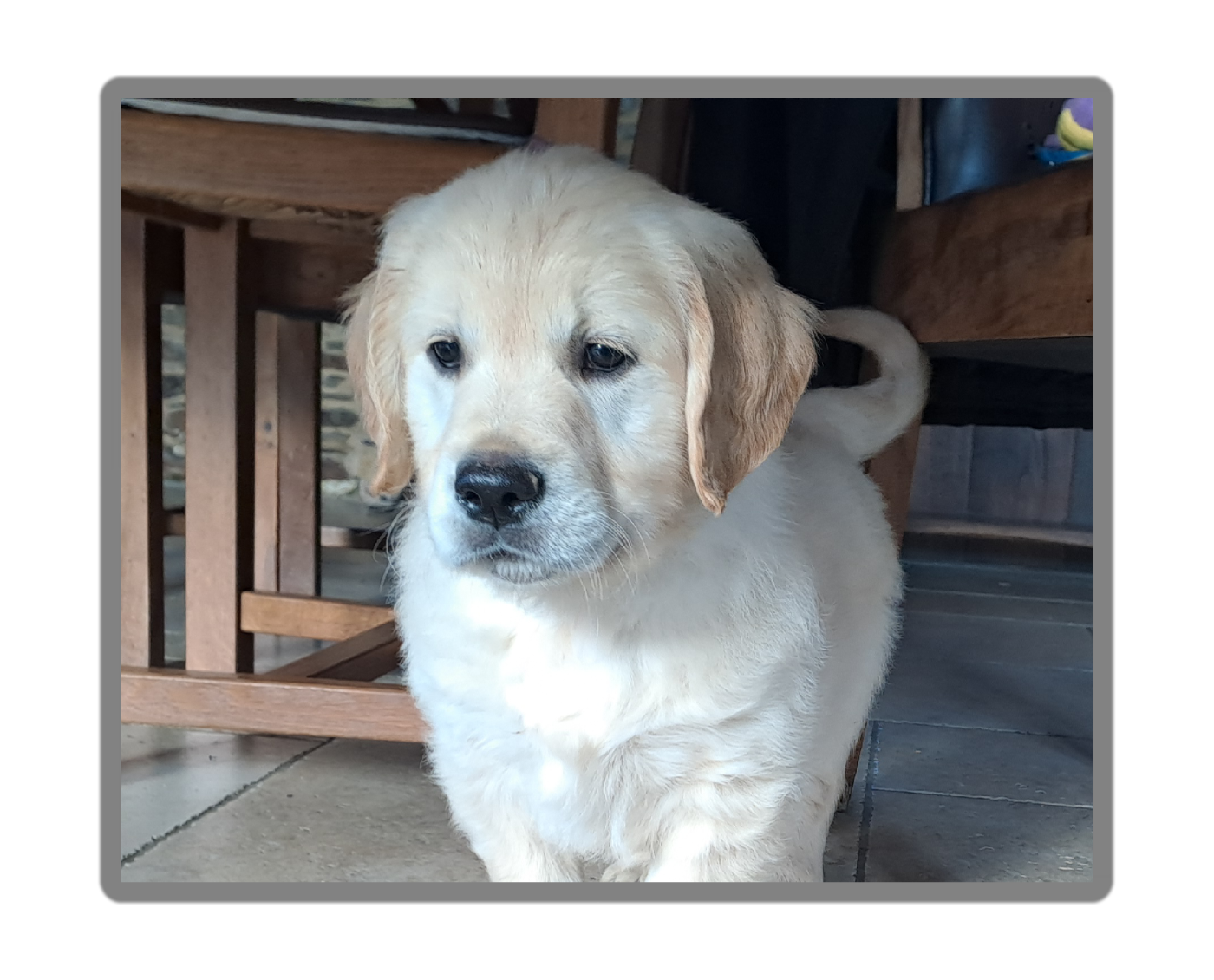 Des Racines De ShaÏga - Chiots disponibles - Golden Retriever