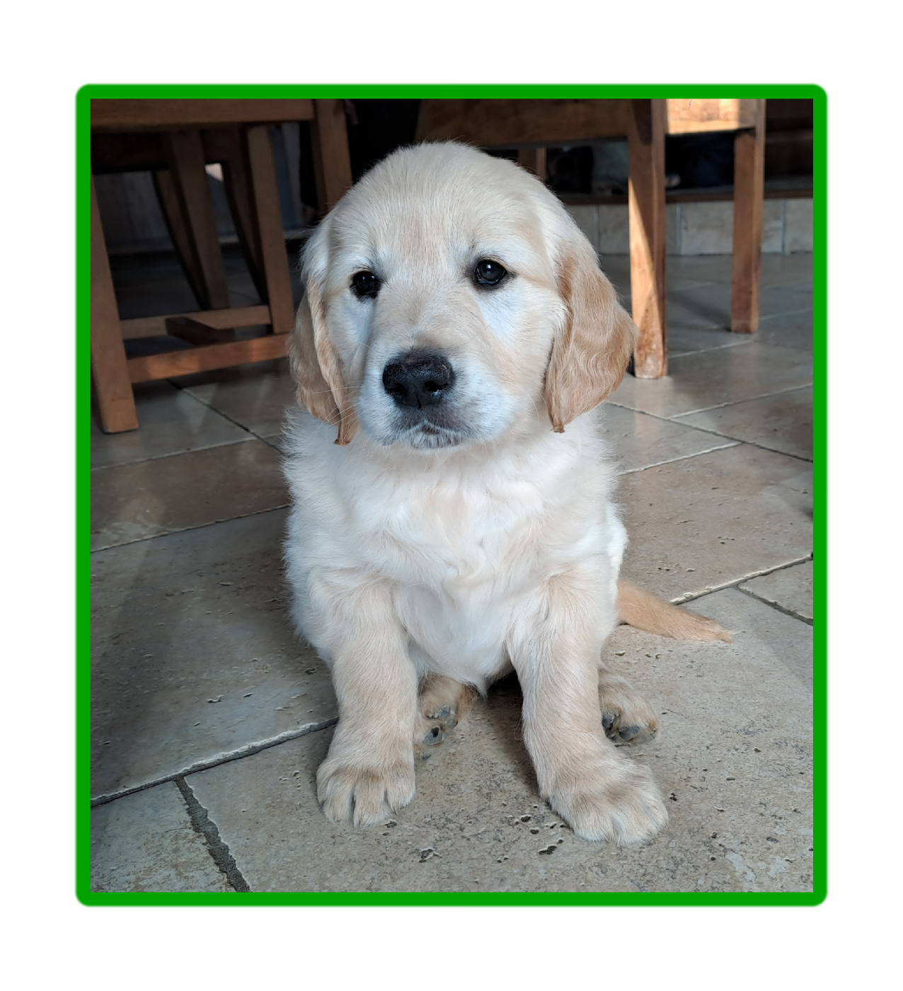 Des Racines De ShaÏga - Chiots disponibles - Golden Retriever