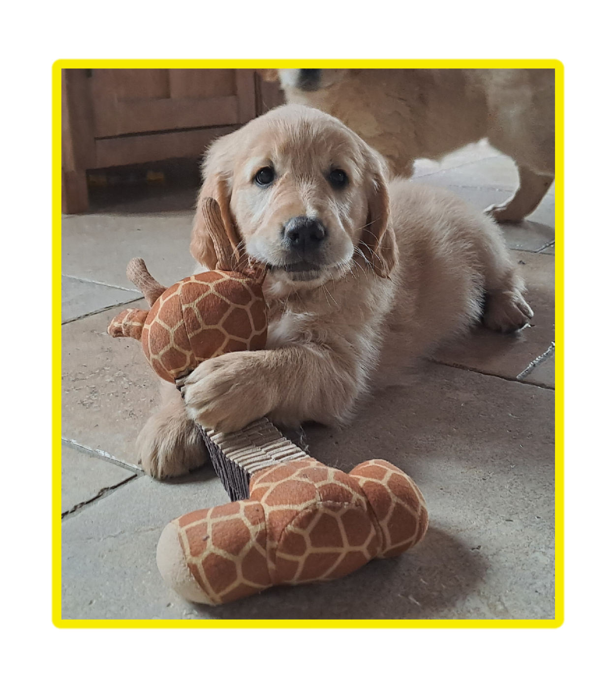 Des Racines De ShaÏga - Chiots disponibles - Golden Retriever