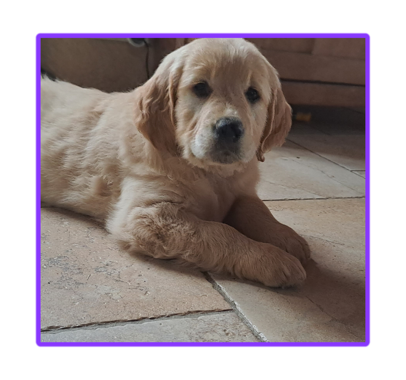 Des Racines De ShaÏga - Chiots disponibles - Golden Retriever