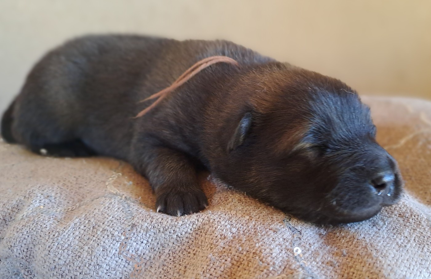 Des Racines De ShaÏga - Chiots disponibles - Eurasier