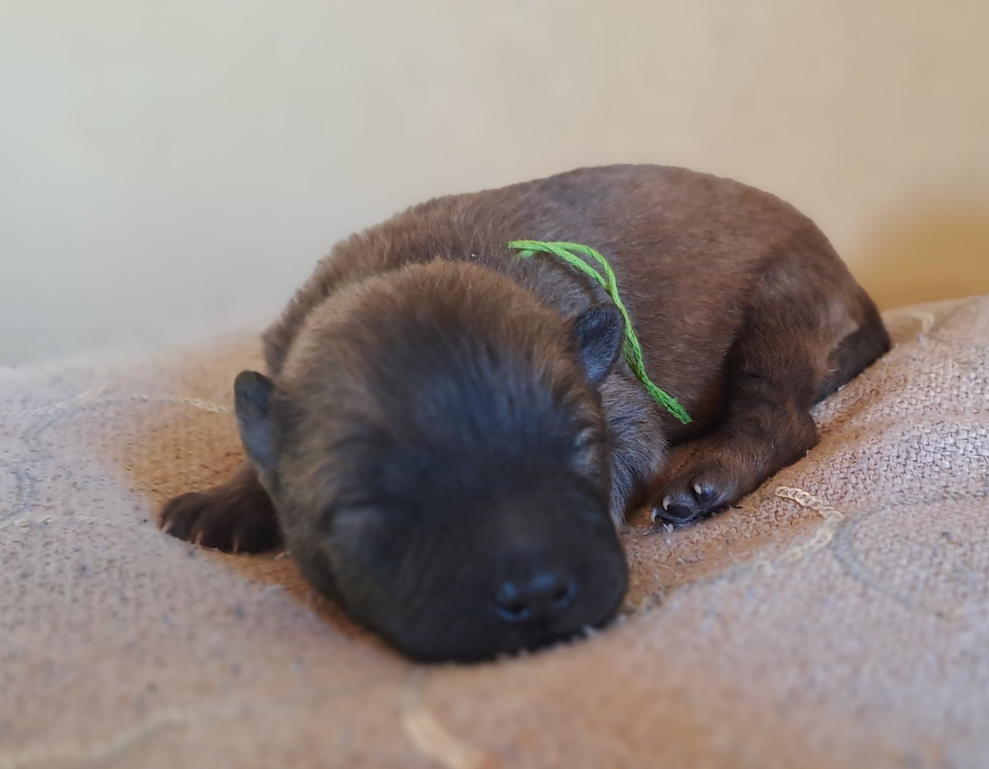 Des Racines De ShaÏga - Chiots disponibles - Eurasier