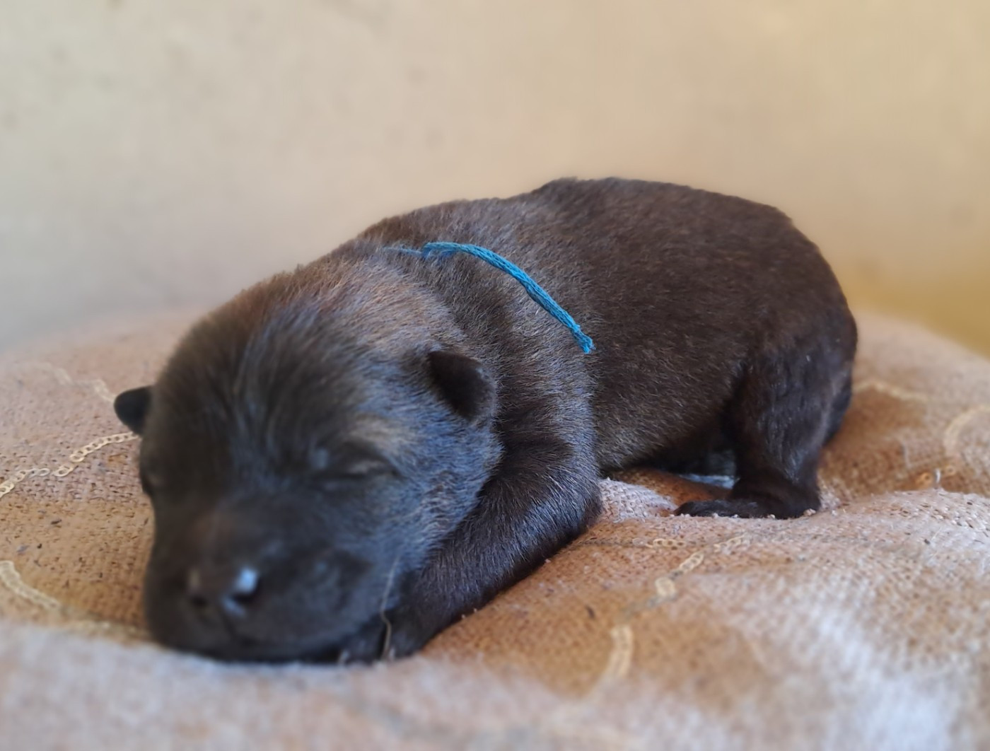 Des Racines De ShaÏga - Chiots disponibles - Eurasier