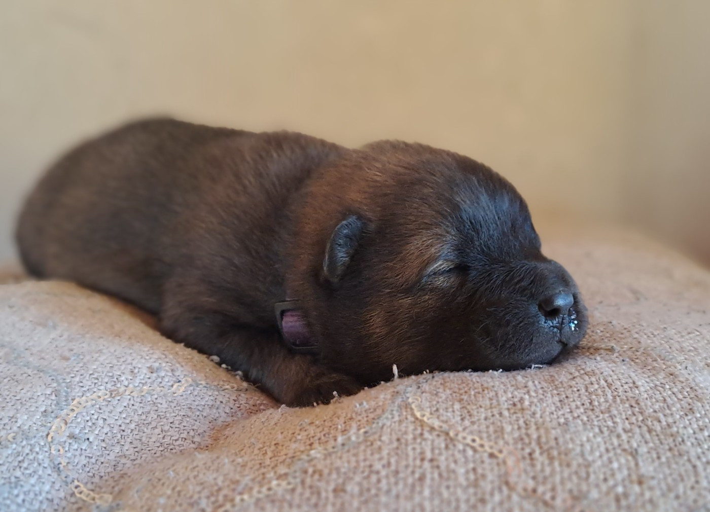 Des Racines De ShaÏga - Chiots disponibles - Eurasier