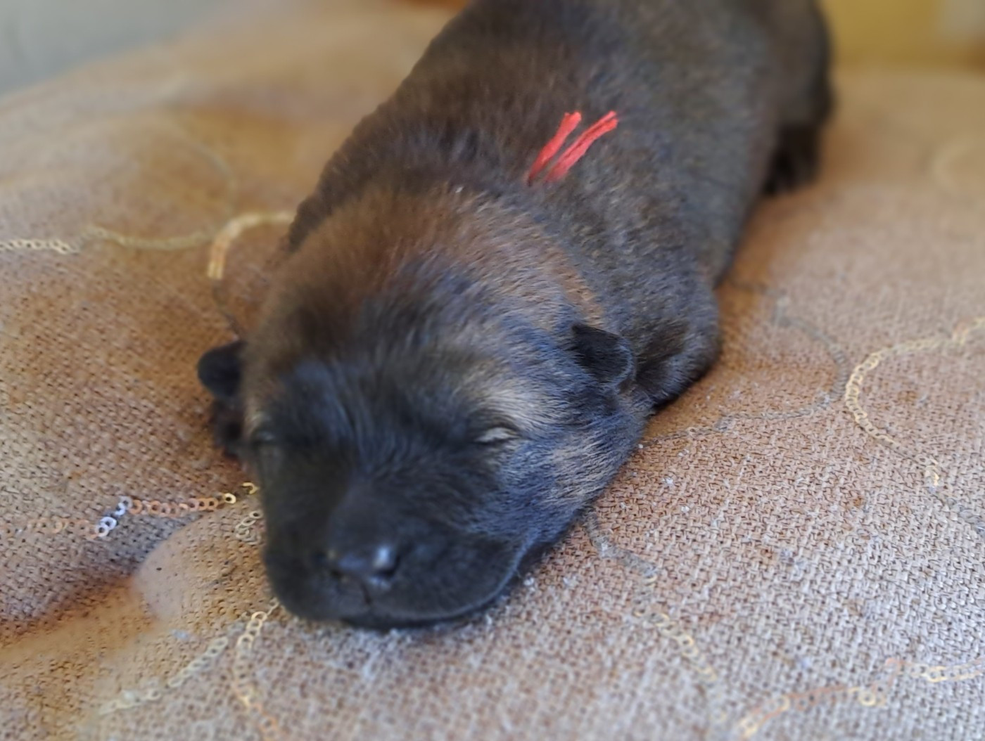 Des Racines De ShaÏga - Chiots disponibles - Eurasier