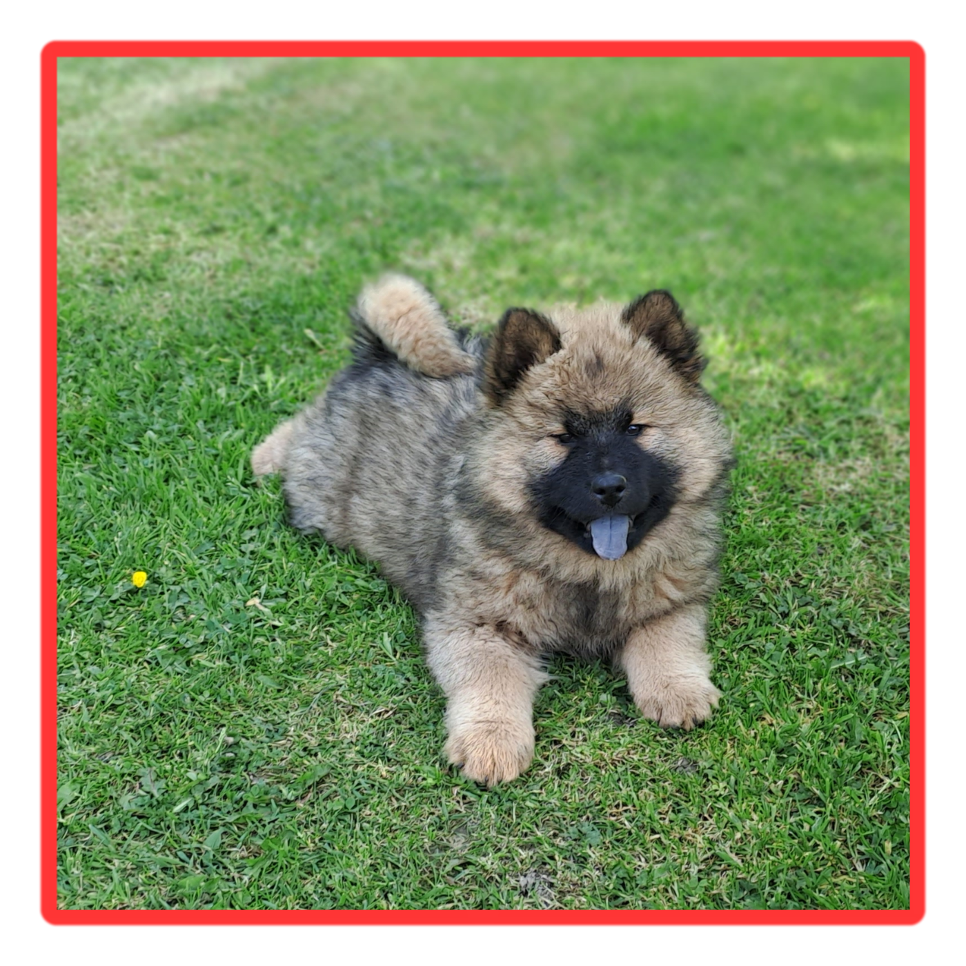 Des Racines De ShaÏga - Chiots disponibles - Eurasier