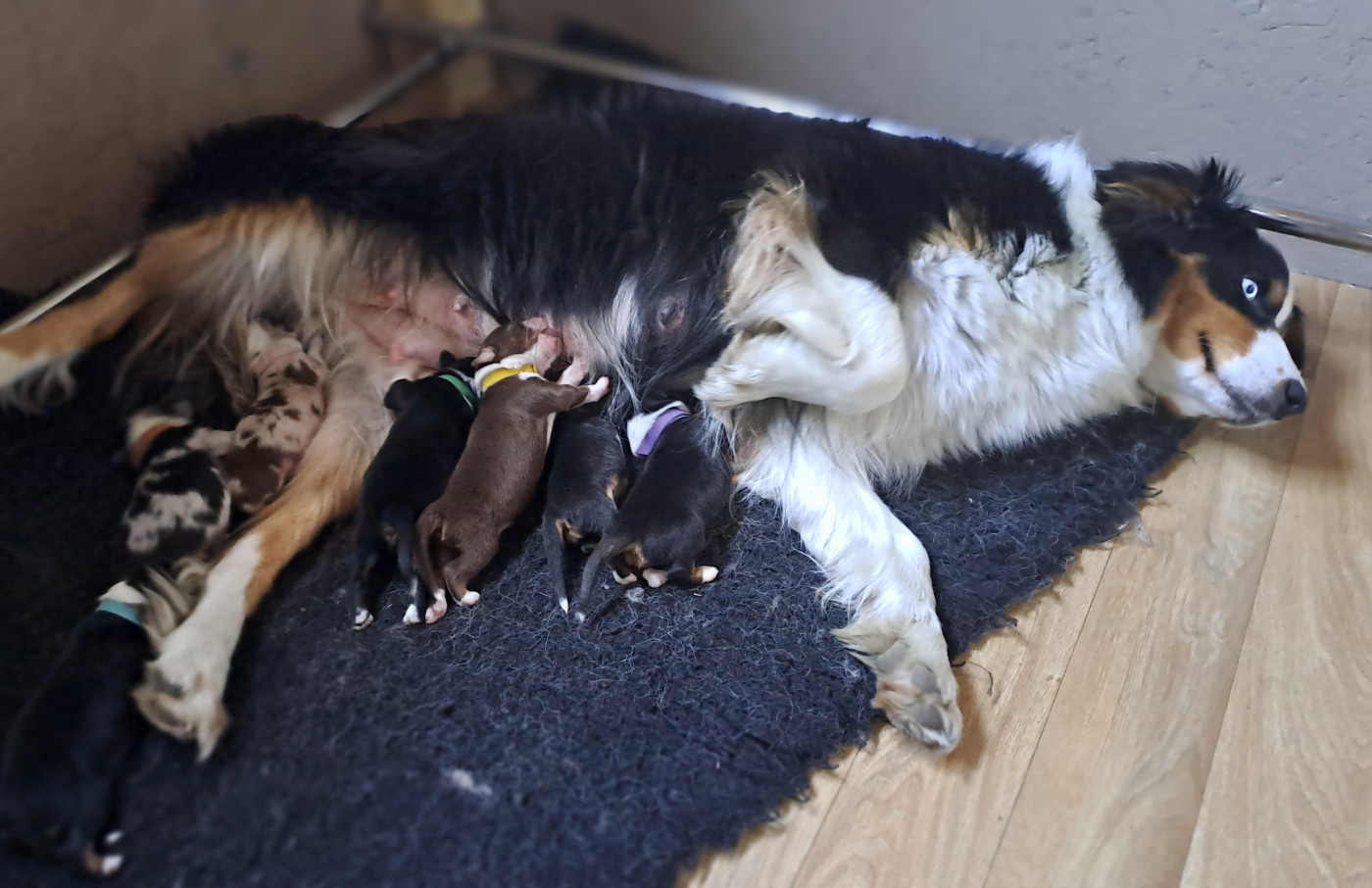 Chiot Berger Australien Des Racines De ShaÏga