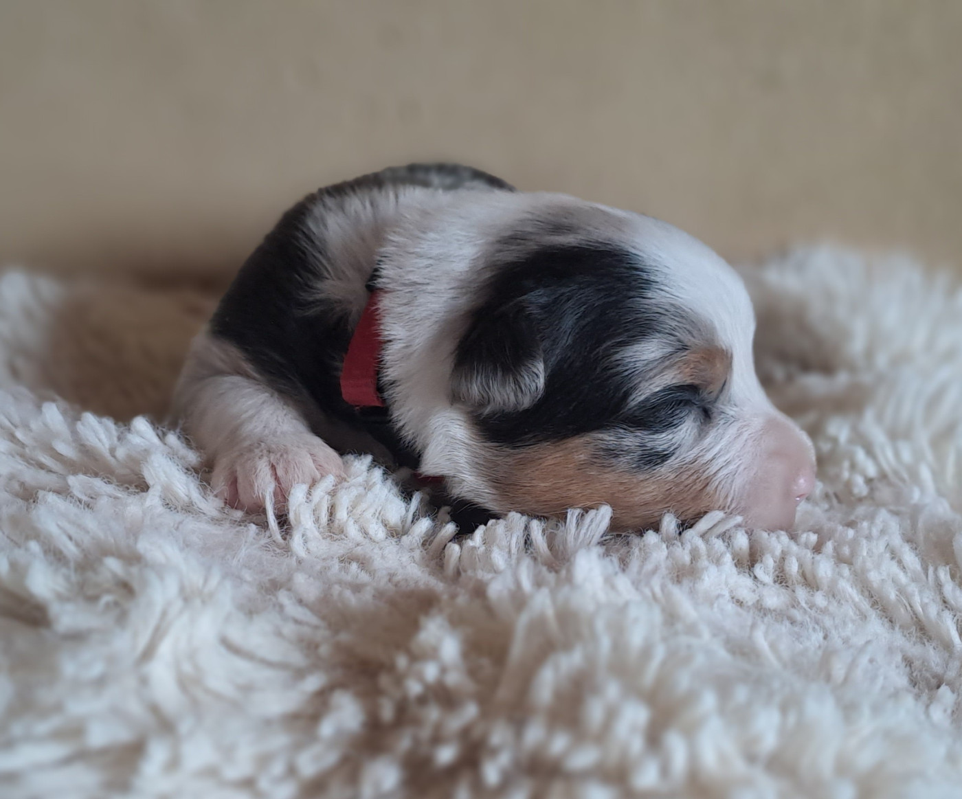 Des Racines De ShaÏga - Chiots disponibles - Berger Australien