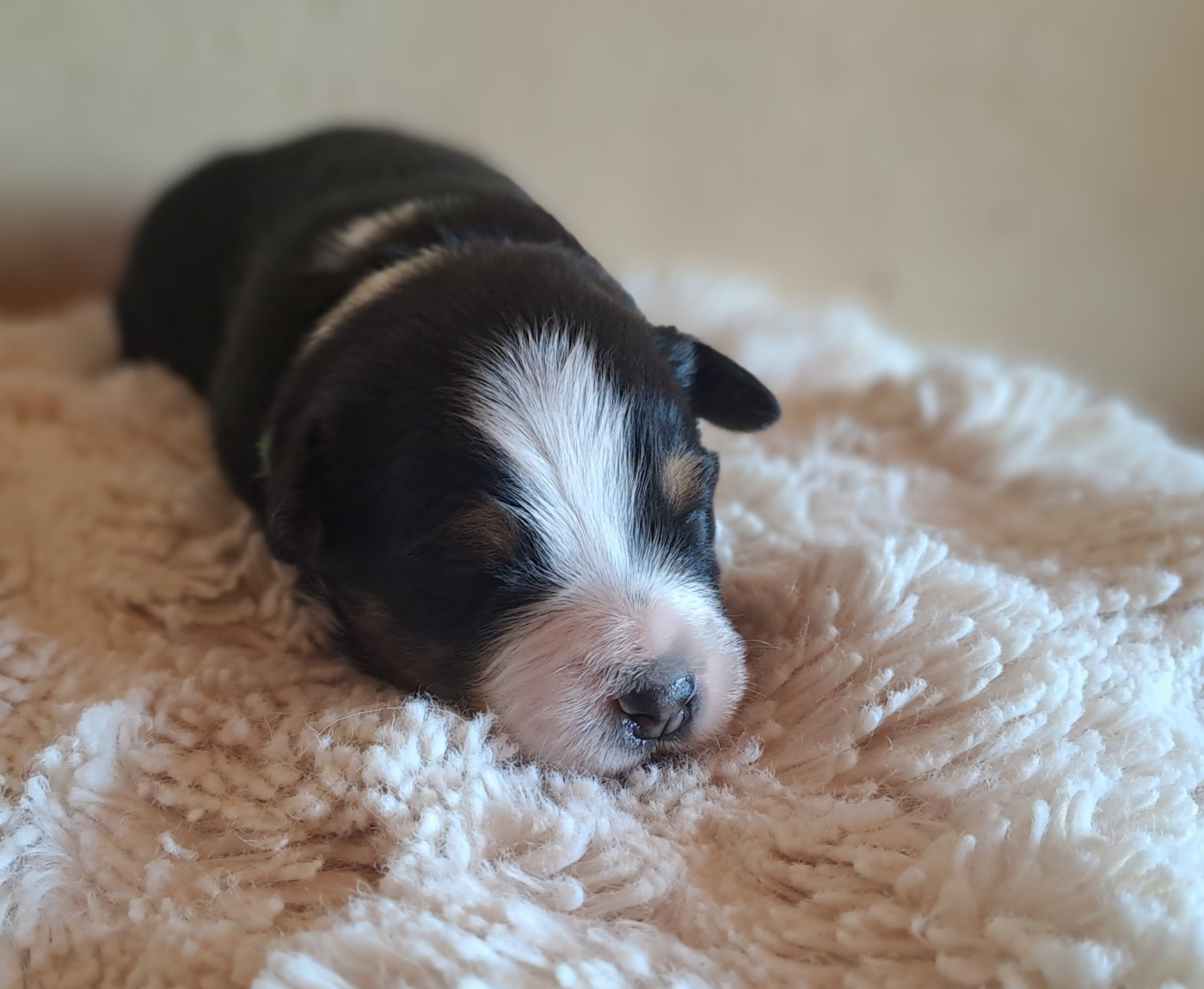 Des Racines De ShaÏga - Chiots disponibles - Berger Australien