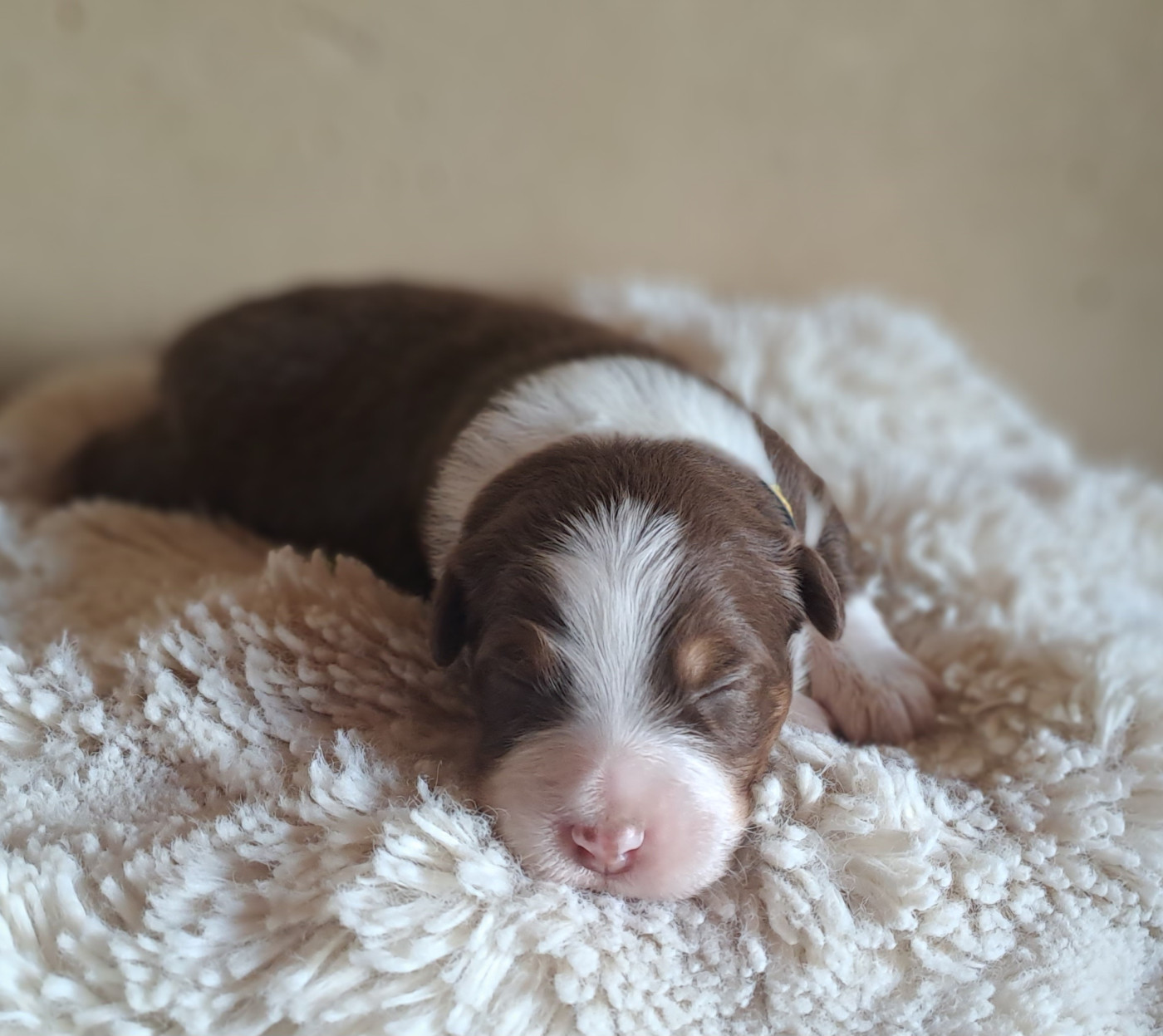 Des Racines De ShaÏga - Chiots disponibles - Berger Australien