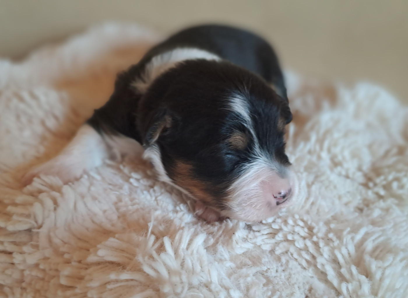 Des Racines De ShaÏga - Chiots disponibles - Berger Australien