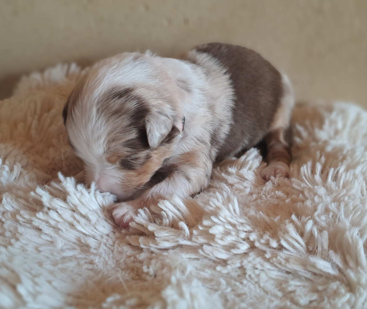 Des Racines De ShaÏga - Chiots disponibles - Berger Australien