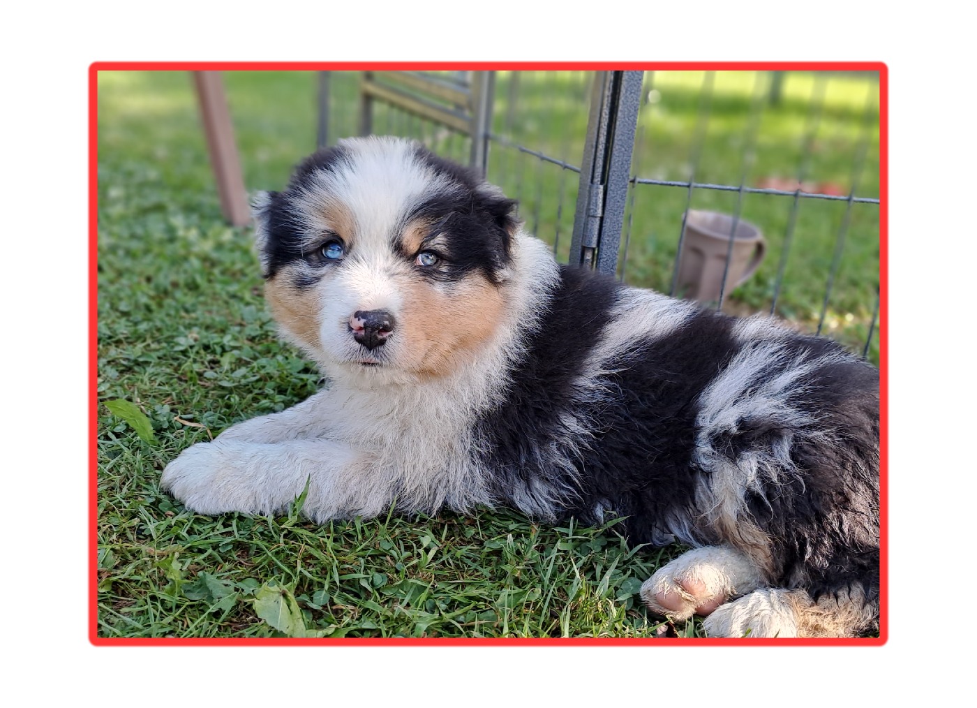 Des Racines De ShaÏga - Chiots disponibles - Berger Australien