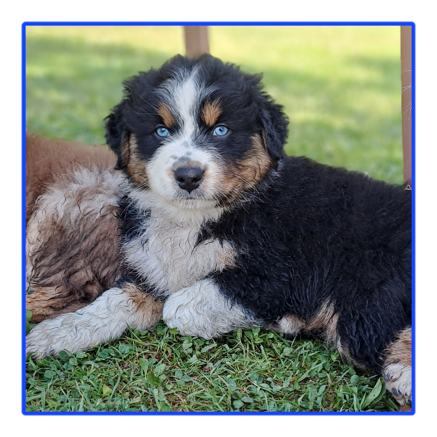 Des Racines De ShaÏga - Chiots disponibles - Berger Australien