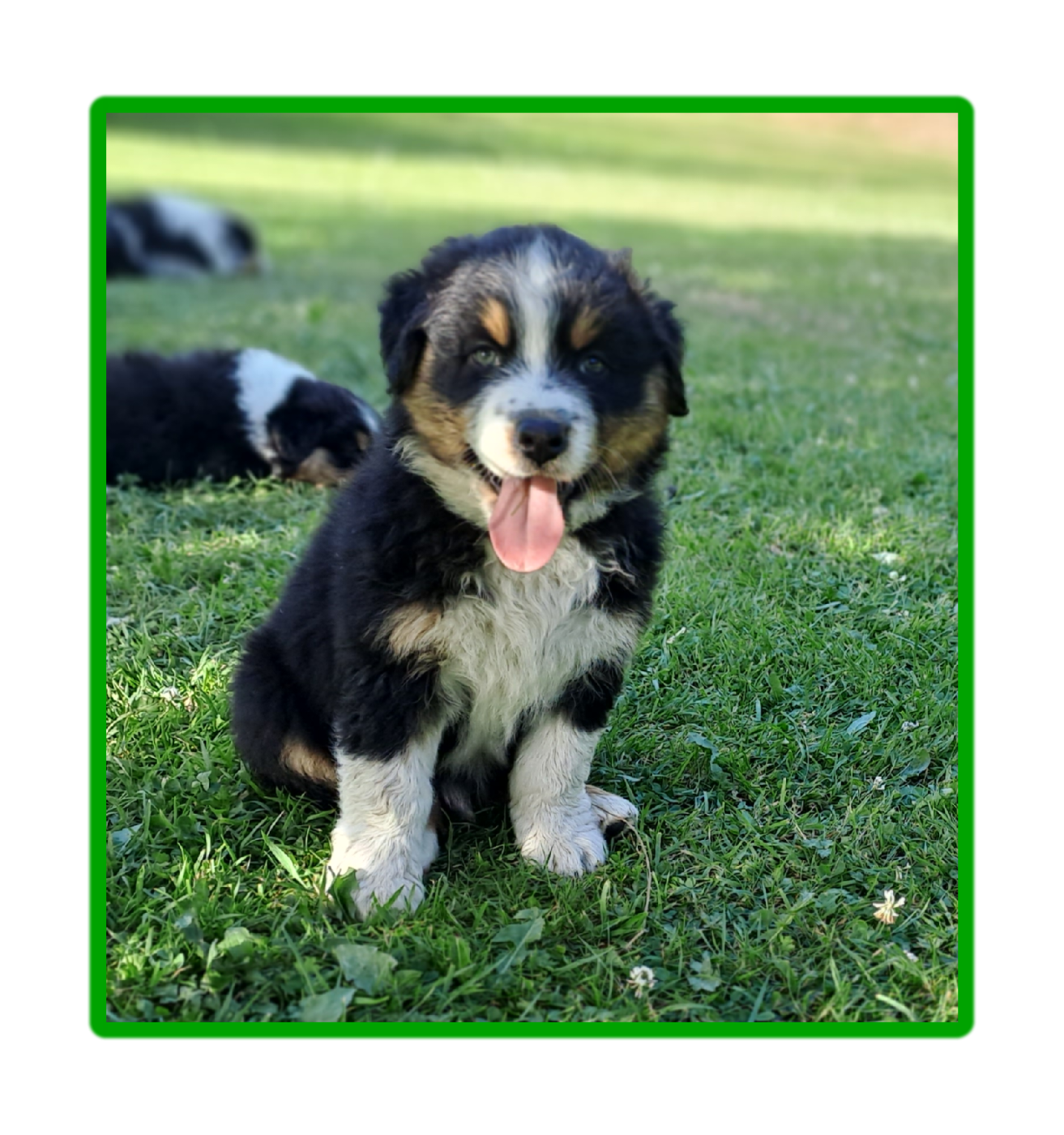 Des Racines De ShaÏga - Chiots disponibles - Berger Australien