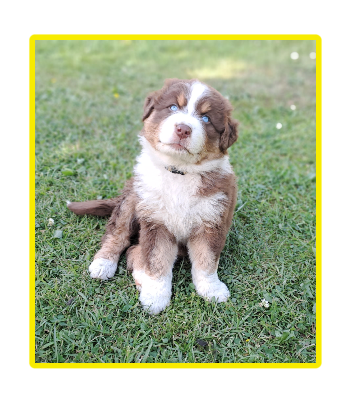 Des Racines De ShaÏga - Chiots disponibles - Berger Australien