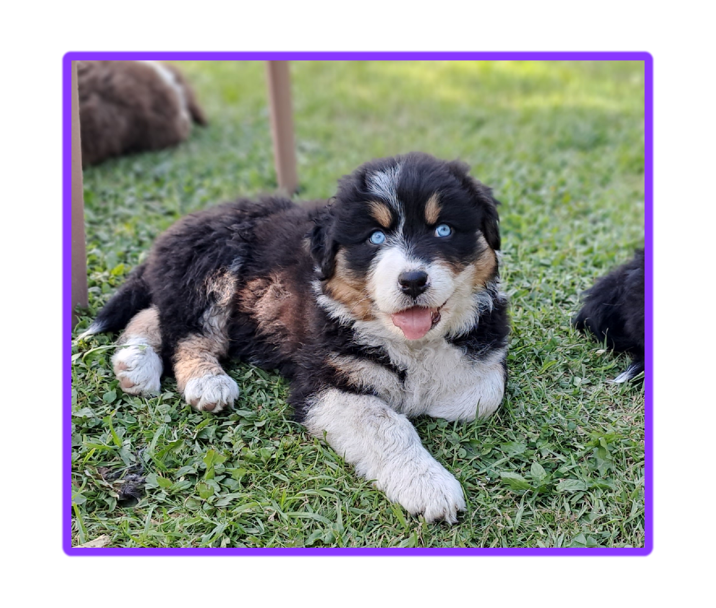 Des Racines De ShaÏga - Chiots disponibles - Berger Australien