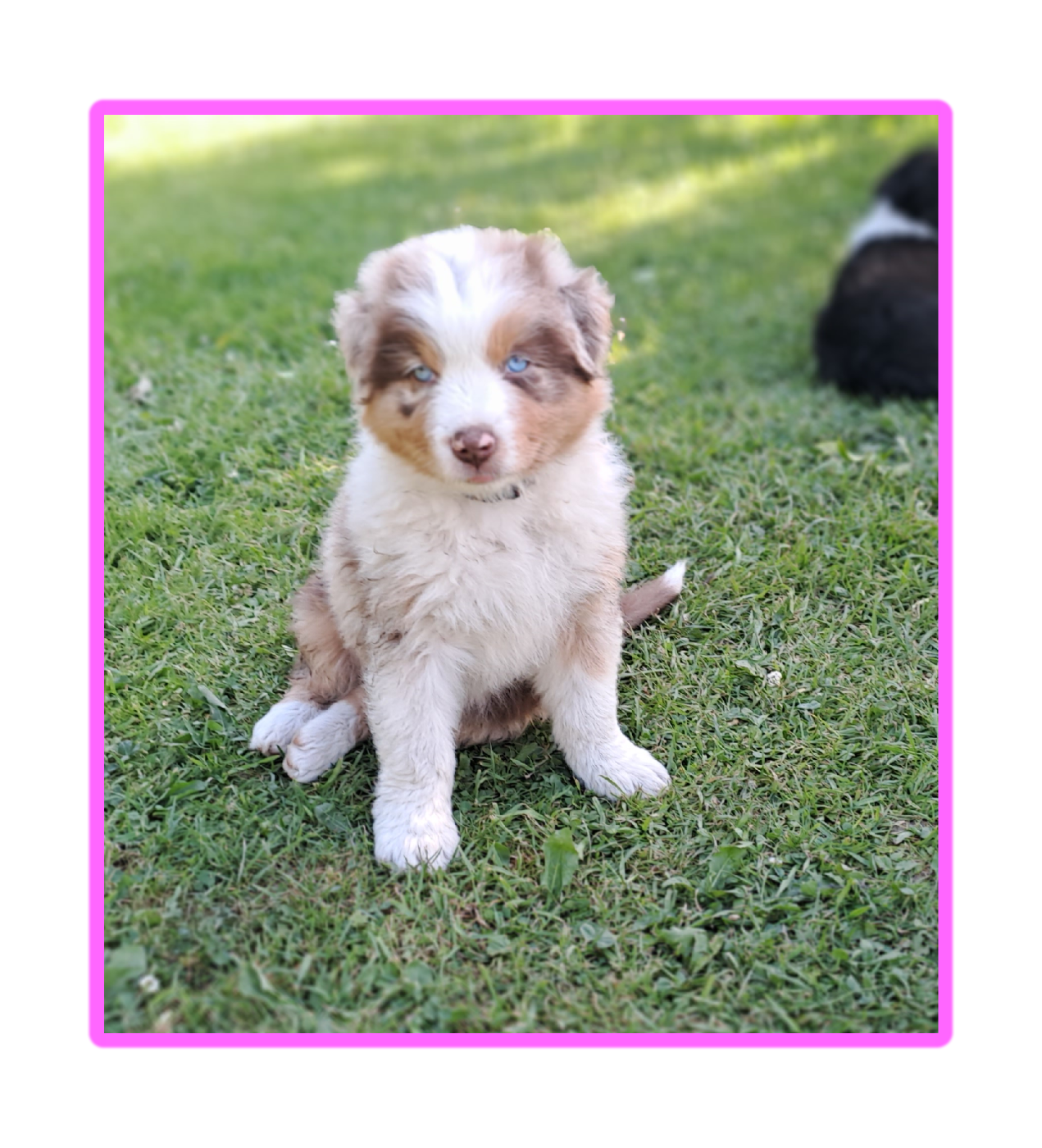 Des Racines De ShaÏga - Chiots disponibles - Berger Australien
