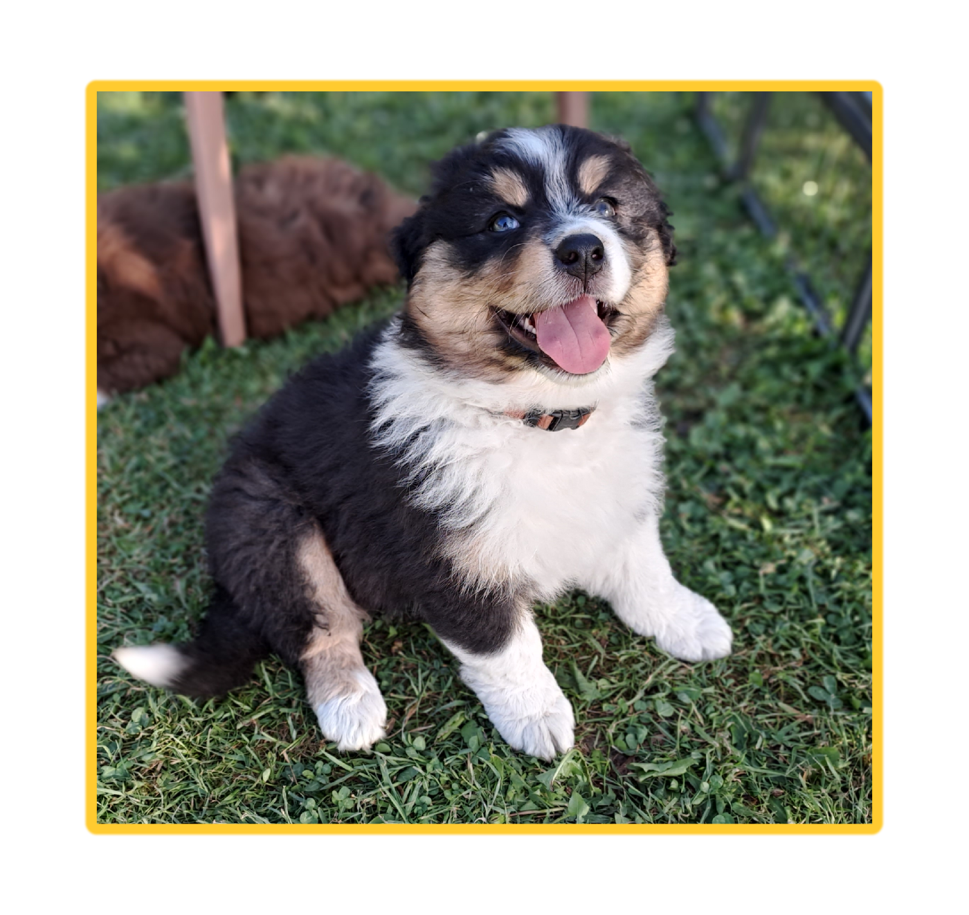Des Racines De ShaÏga - Chiots disponibles - Berger Australien