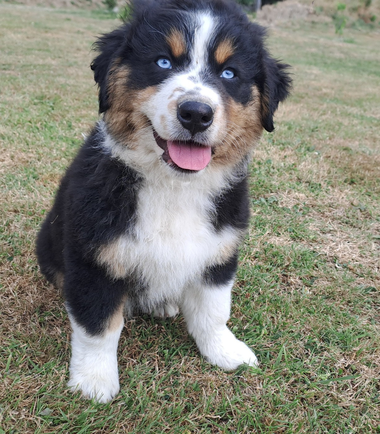 Des Racines De ShaÏga - Chiots disponibles - Berger Australien