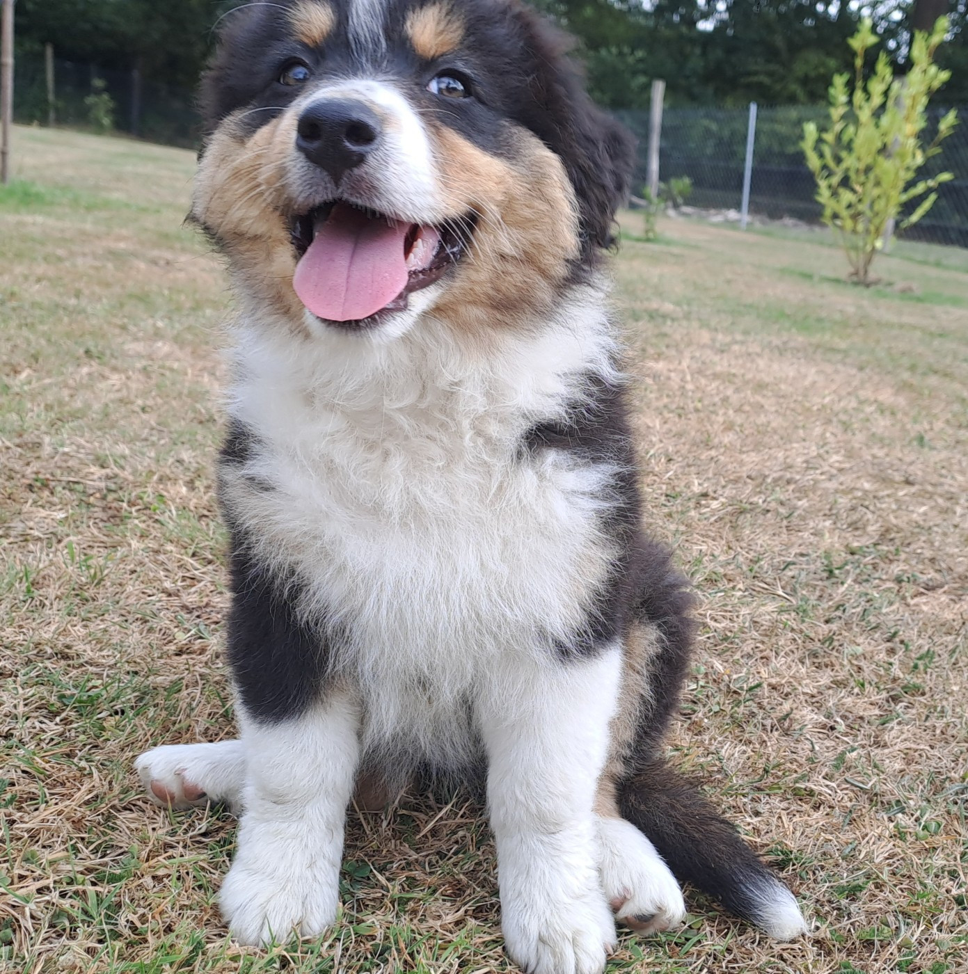 Des Racines De ShaÏga - Chiots disponibles - Berger Australien