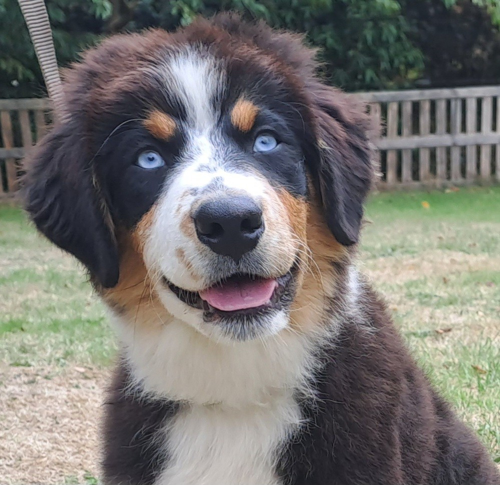 Des Racines De ShaÏga - Chiots disponibles - Berger Australien