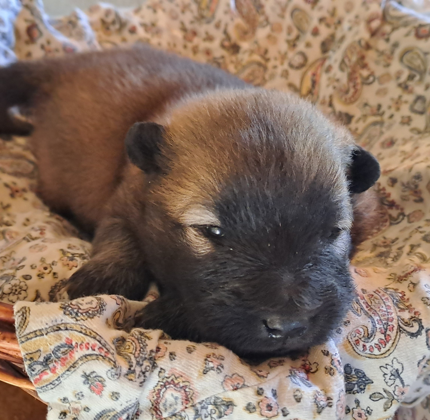 Des Racines De ShaÏga - Chiots disponibles - Eurasier
