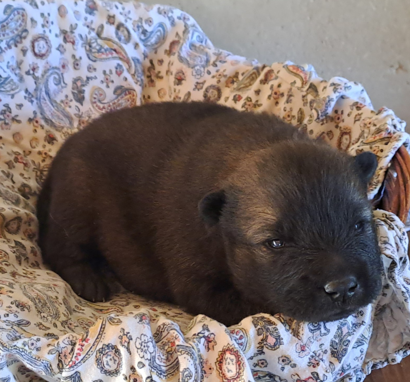 Des Racines De ShaÏga - Chiots disponibles - Eurasier