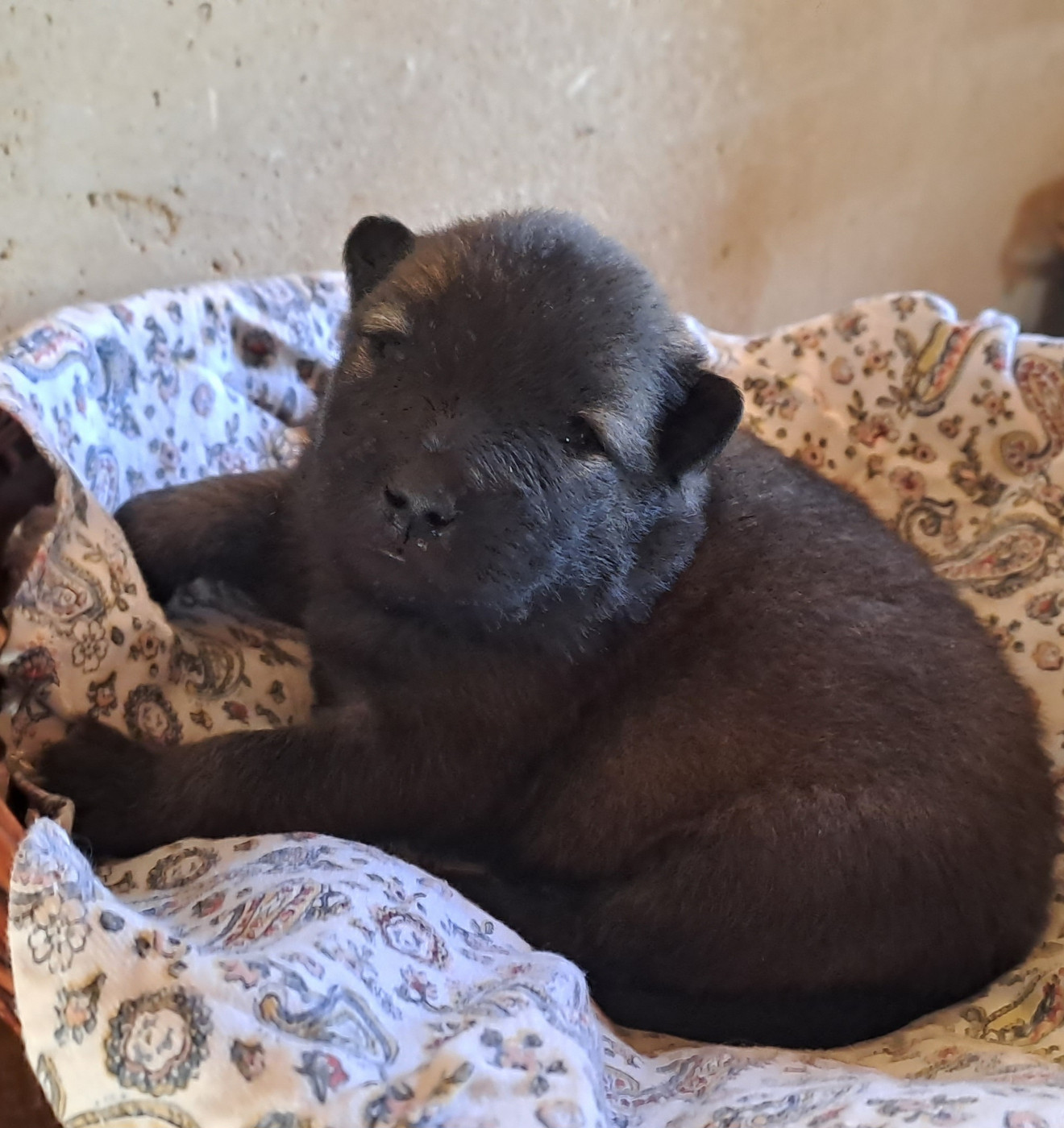 Des Racines De ShaÏga - Chiots disponibles - Eurasier