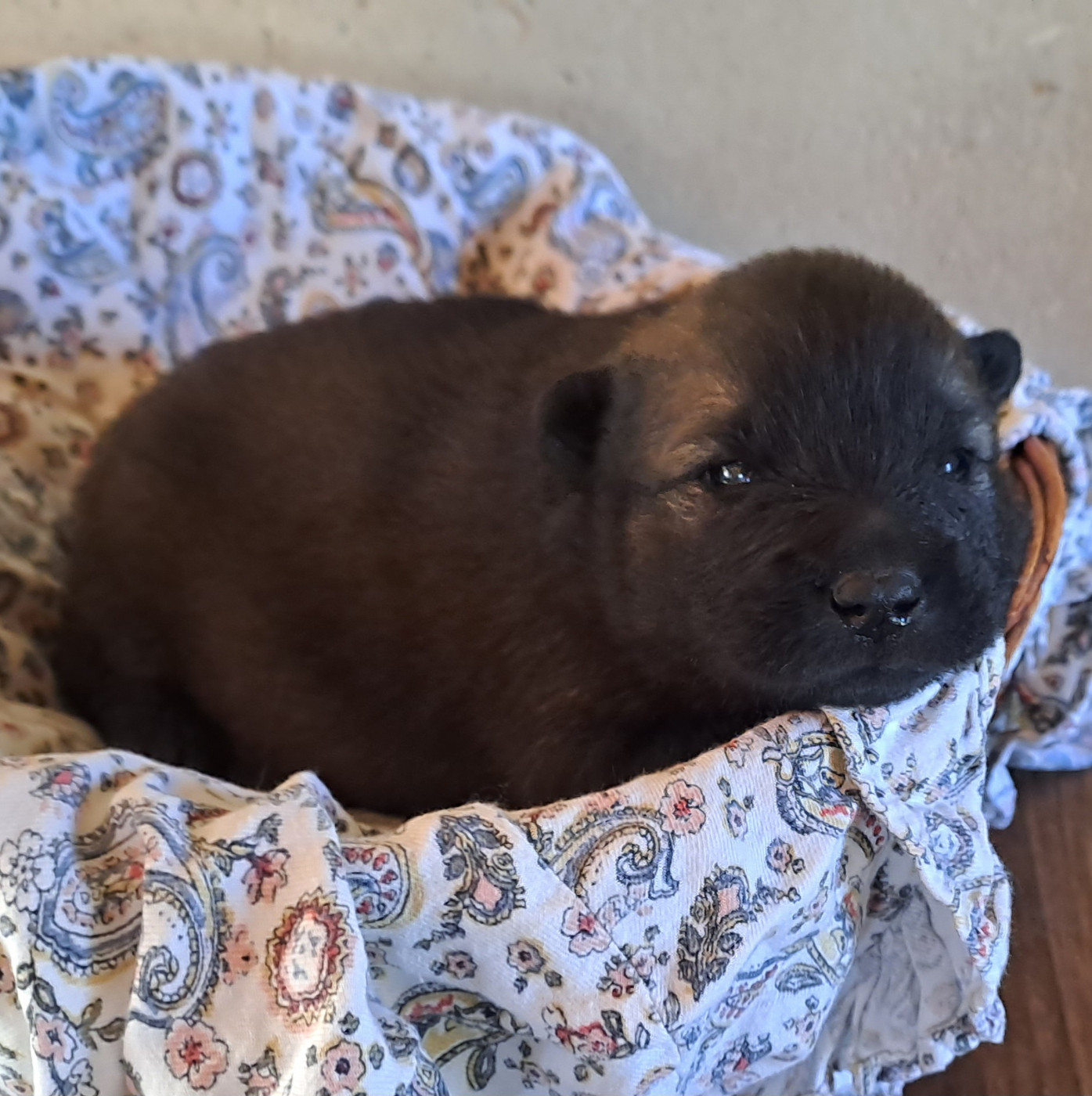 Des Racines De ShaÏga - Chiots disponibles - Eurasier