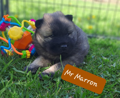 Mr marron