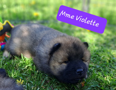 Mlle violette
