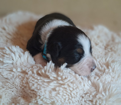 Mr Bleu
