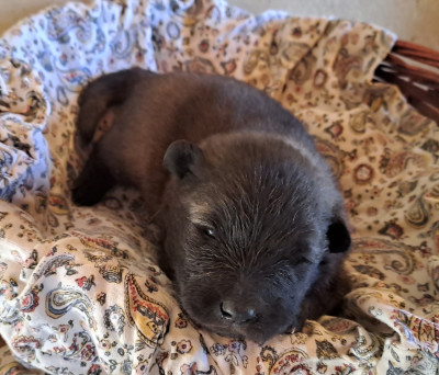 Mr BLEU